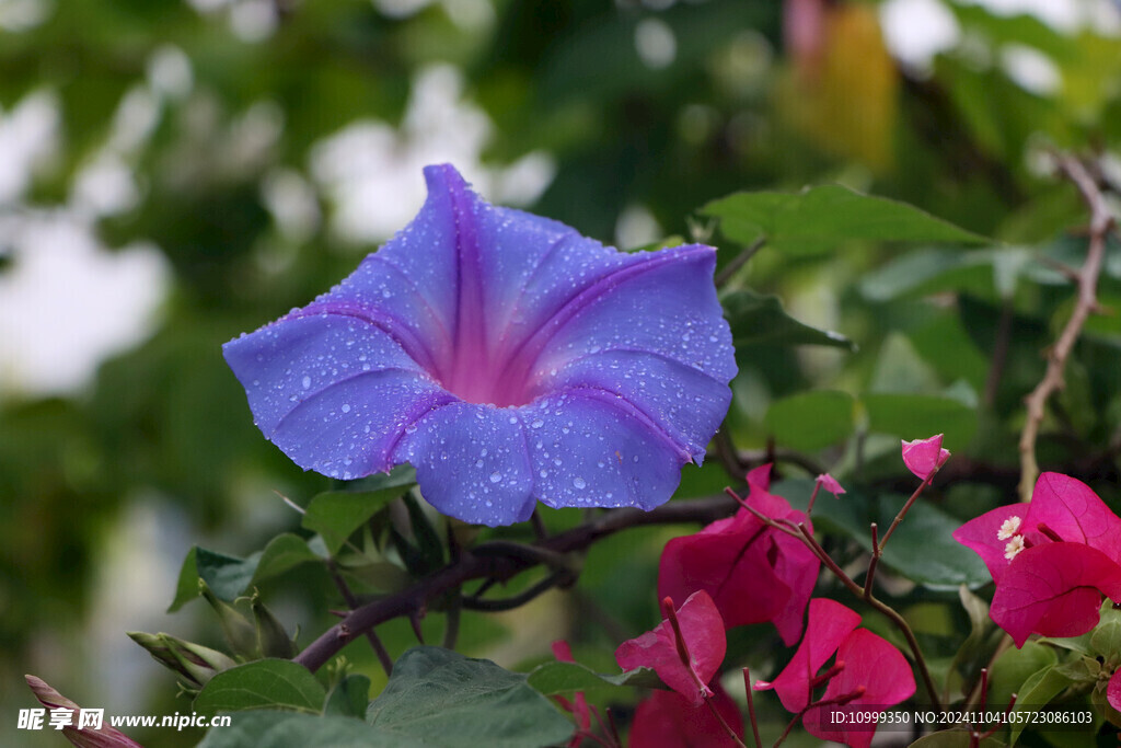 牵牛花