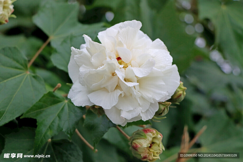 白色木芙蓉花