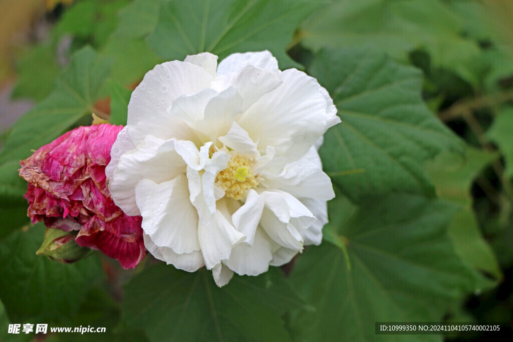 白色木芙蓉花