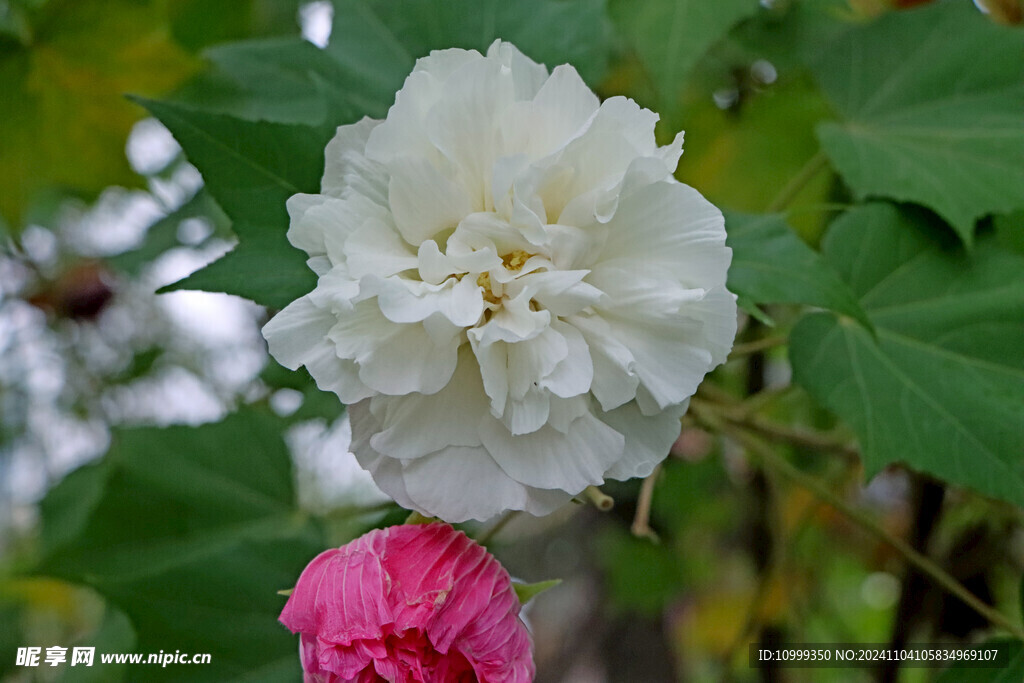 白色木芙蓉花