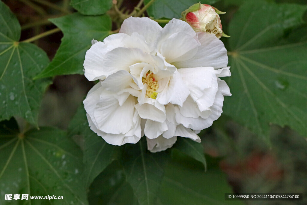白色木芙蓉花