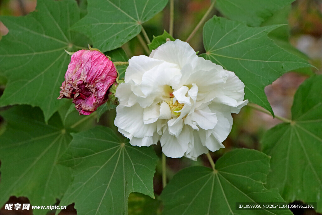白色木芙蓉花