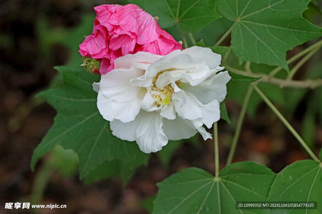 白色木芙蓉花