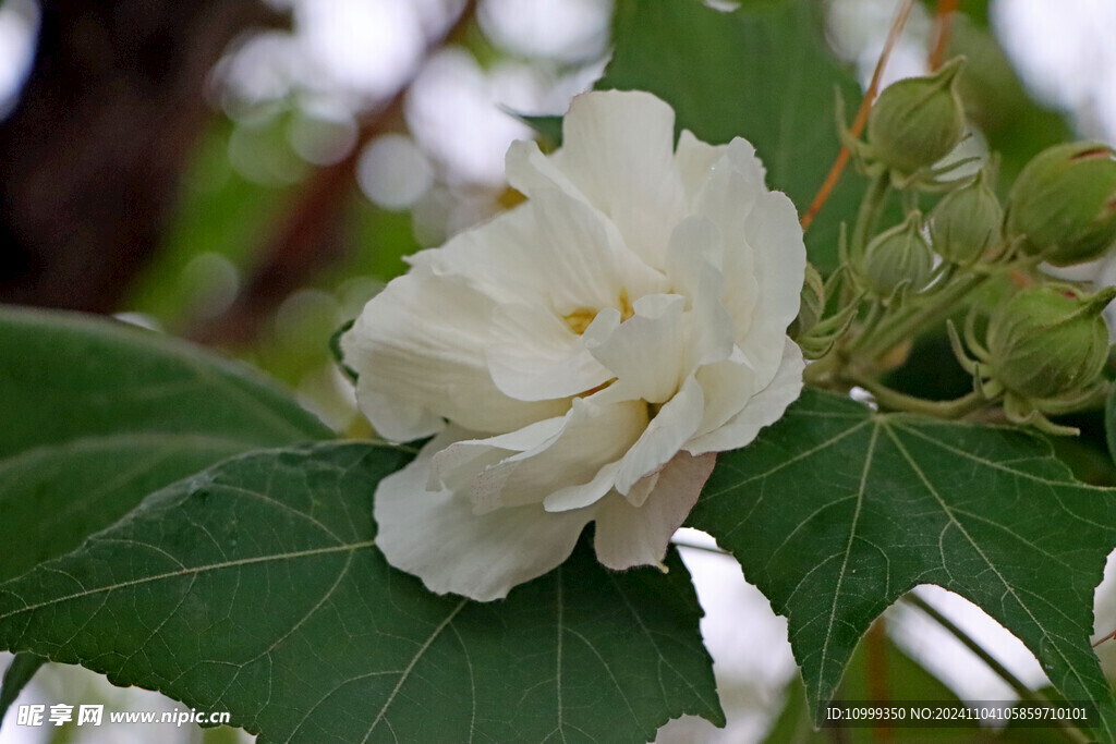 白色木芙蓉花