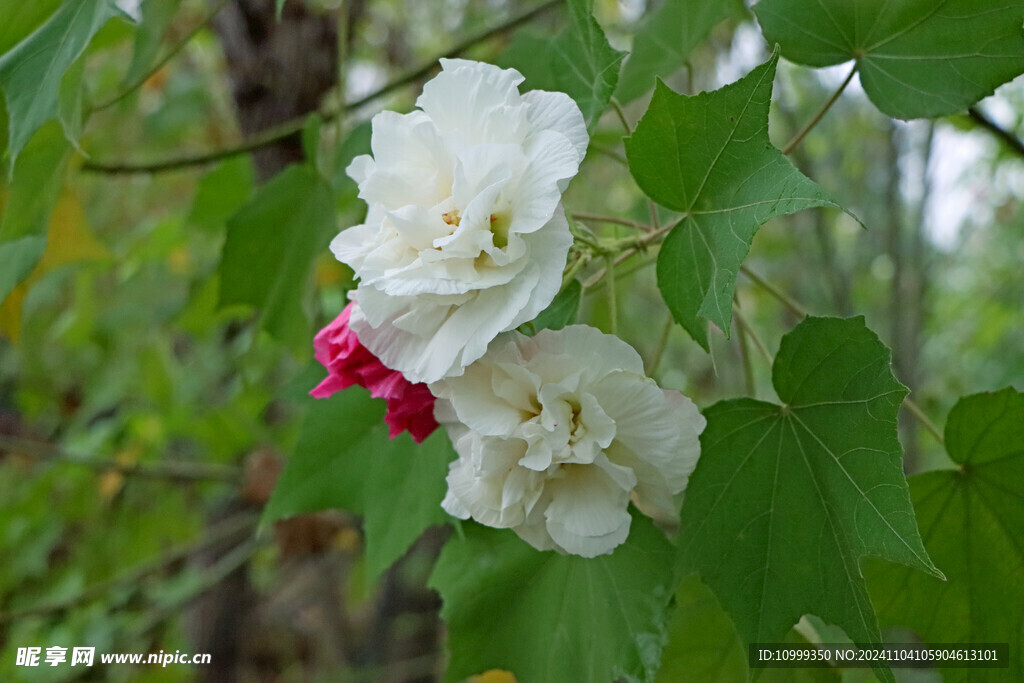 白色木芙蓉花