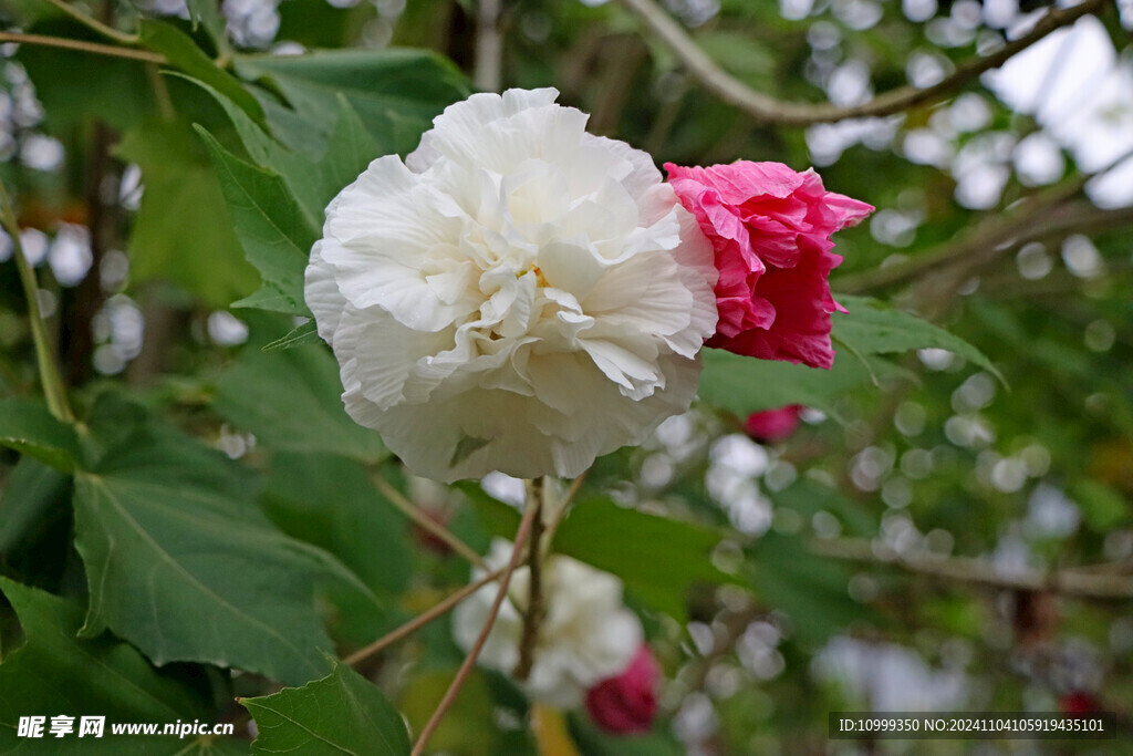 白色木芙蓉花