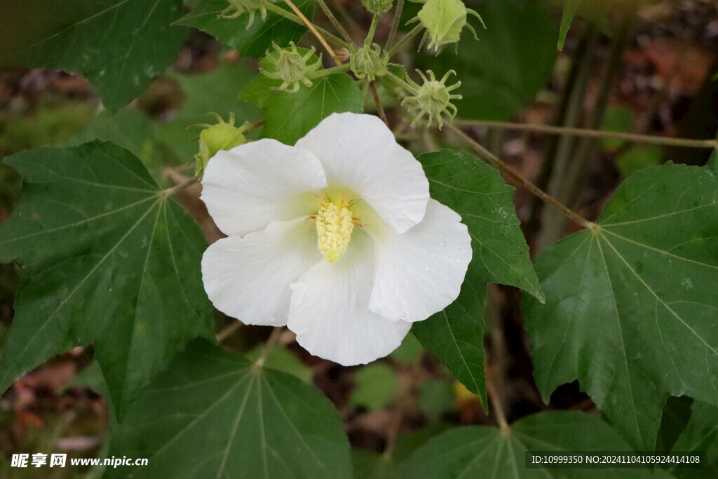 白色木芙蓉花