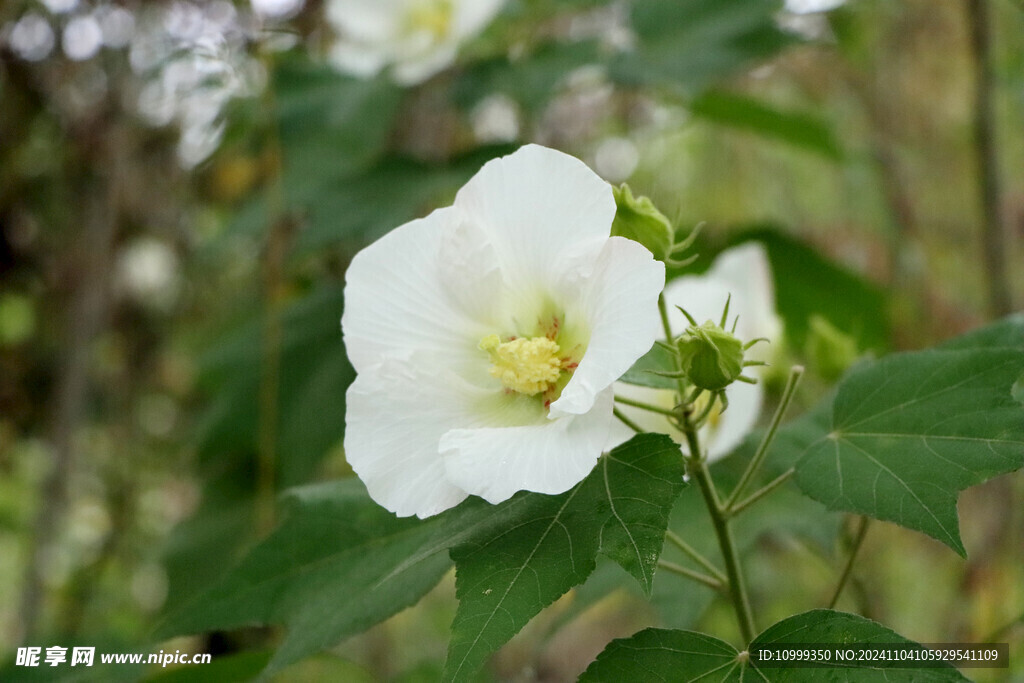 白色木芙蓉花