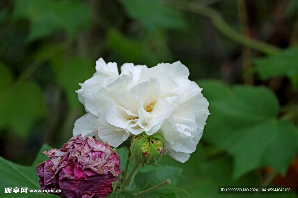 白色木芙蓉花