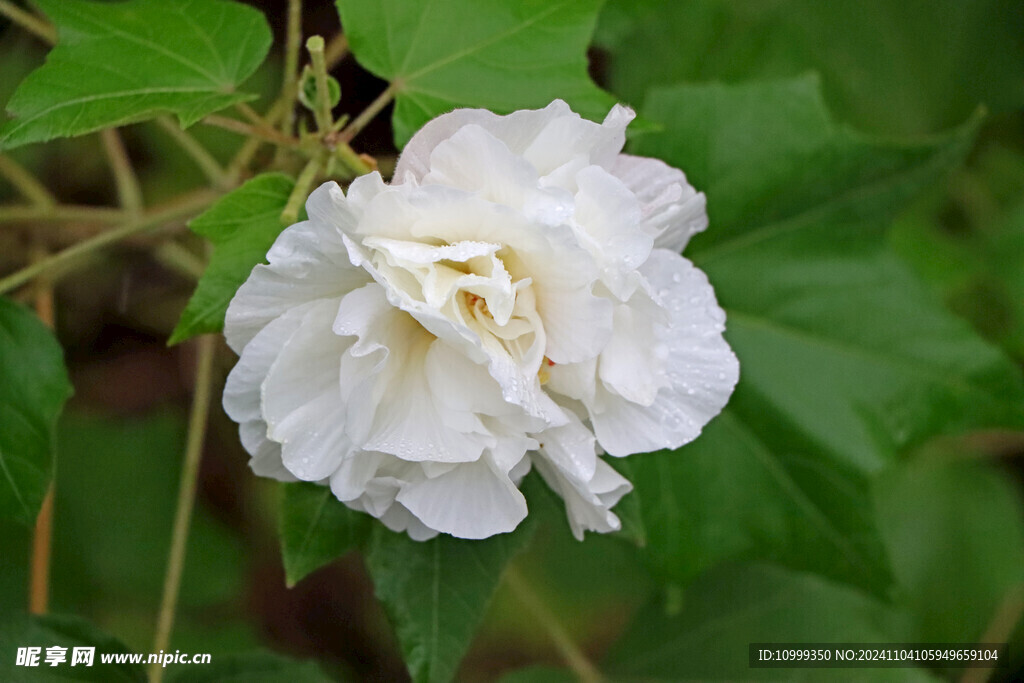 白色木芙蓉花