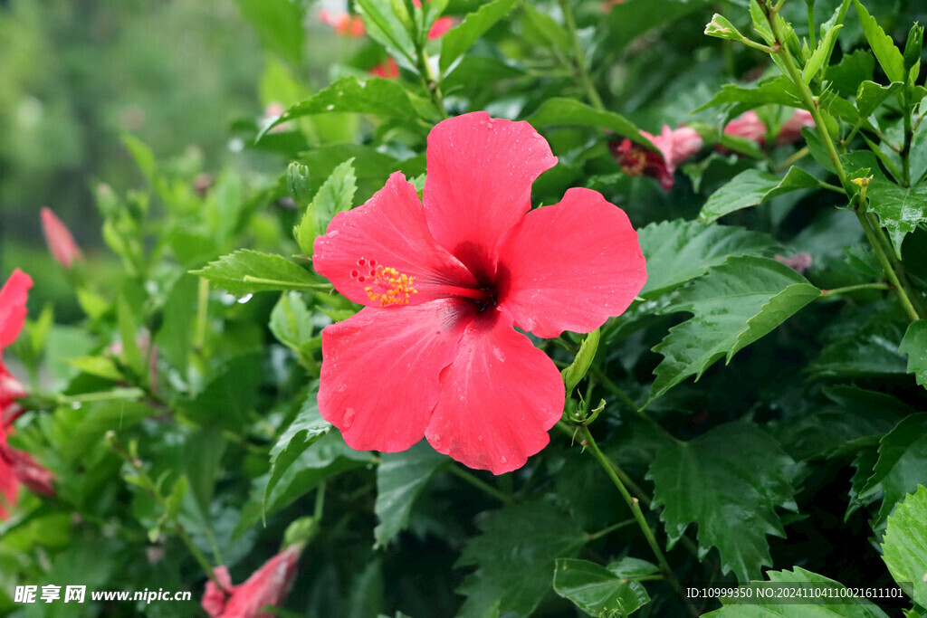 扶桑花