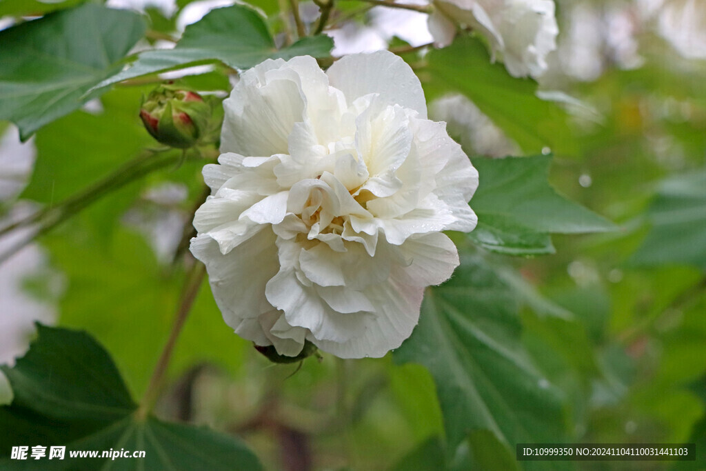 白色木芙蓉花