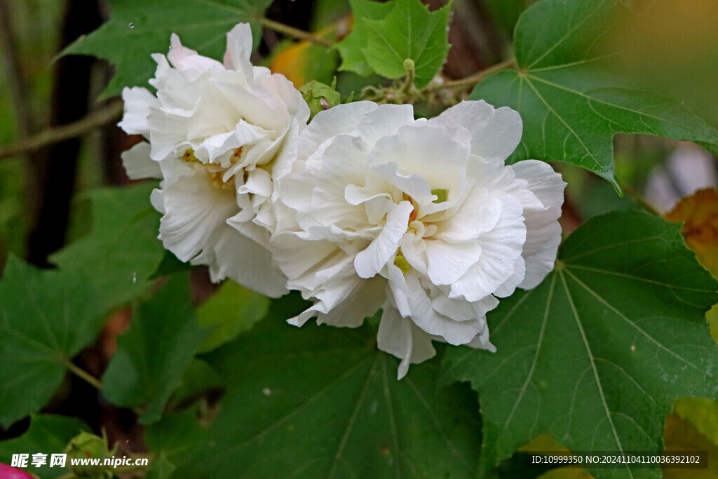 白色木芙蓉花