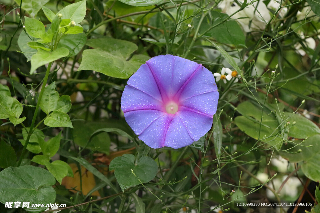 牵牛花