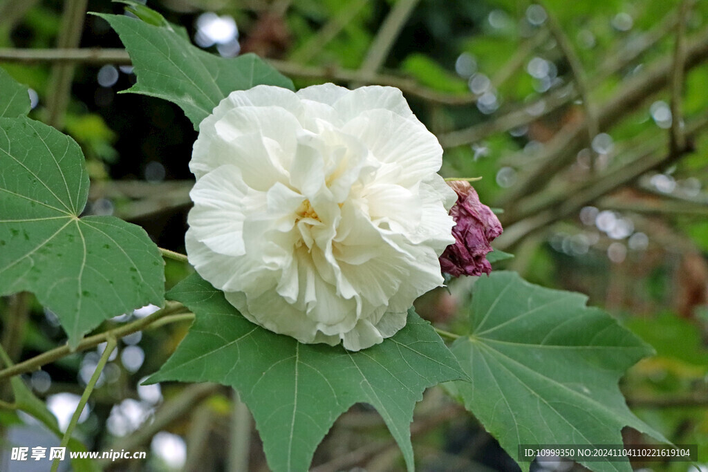 白色木芙蓉花