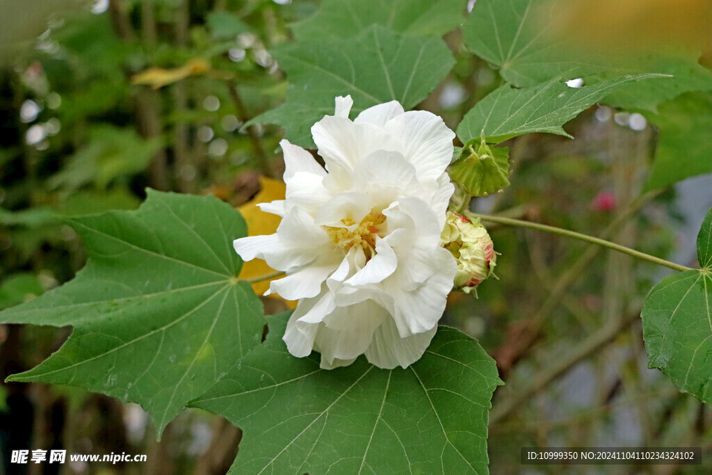 白色木芙蓉花