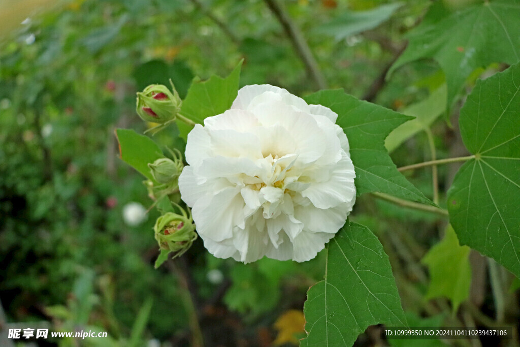 白色木芙蓉花
