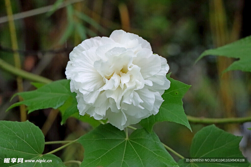 白色木芙蓉花