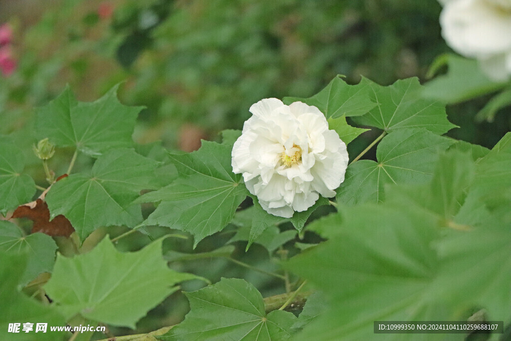 白色木芙蓉花
