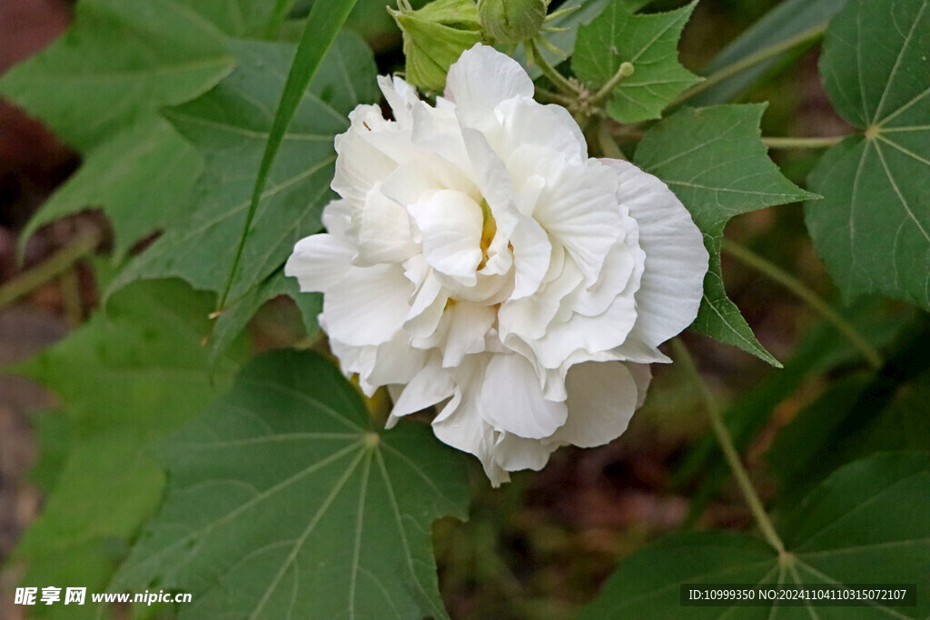 白色木芙蓉花