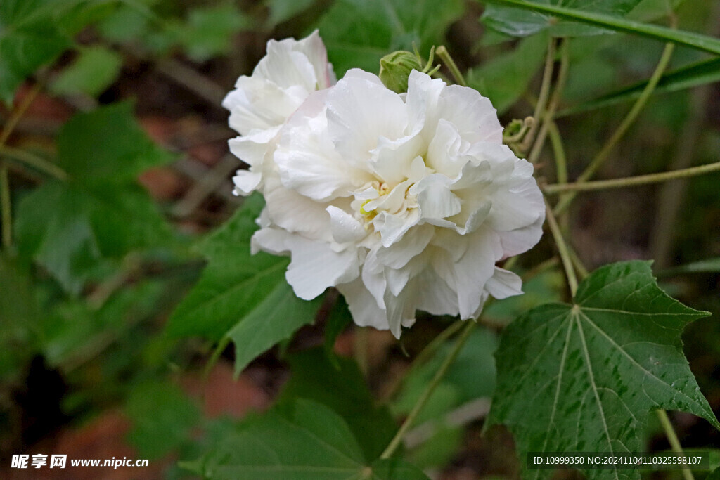 白色木芙蓉花