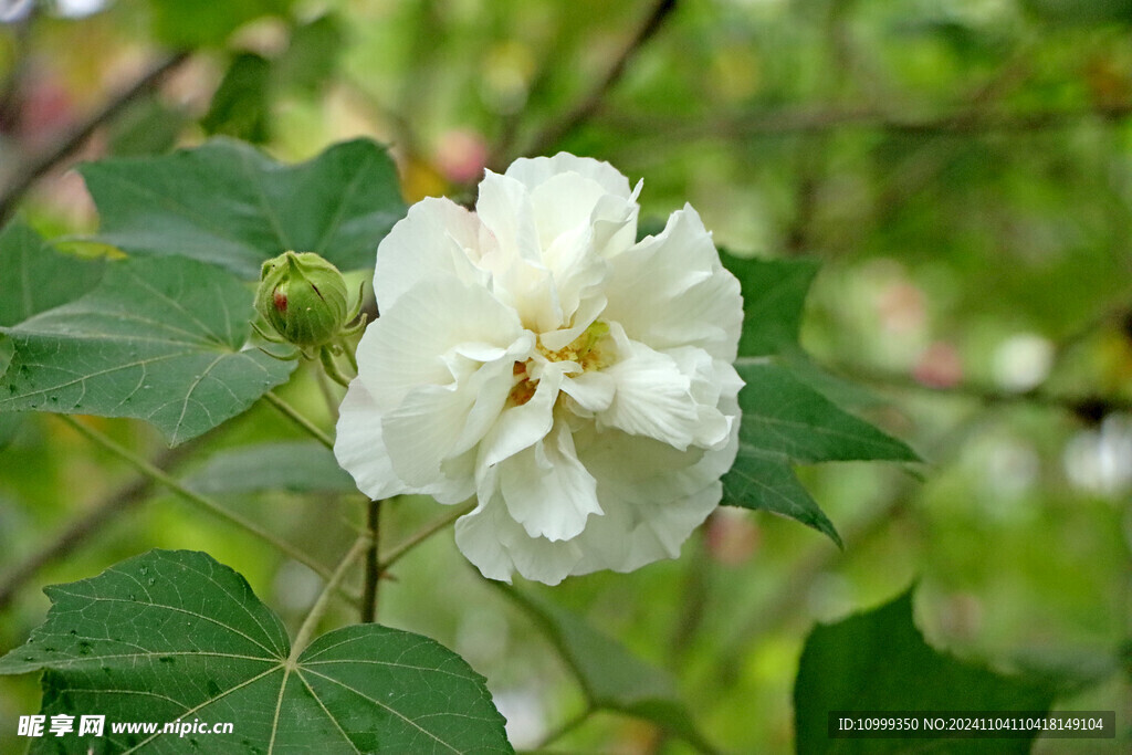 白色木芙蓉花