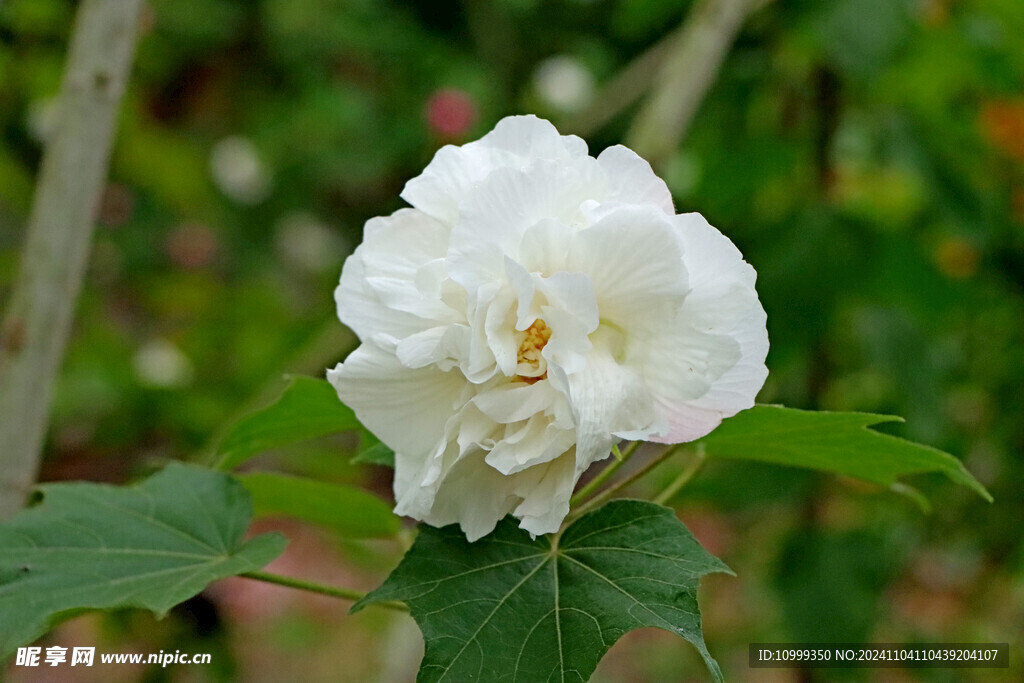 白色木芙蓉花