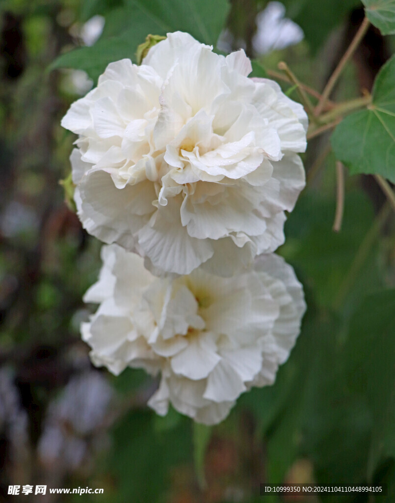 白色木芙蓉花