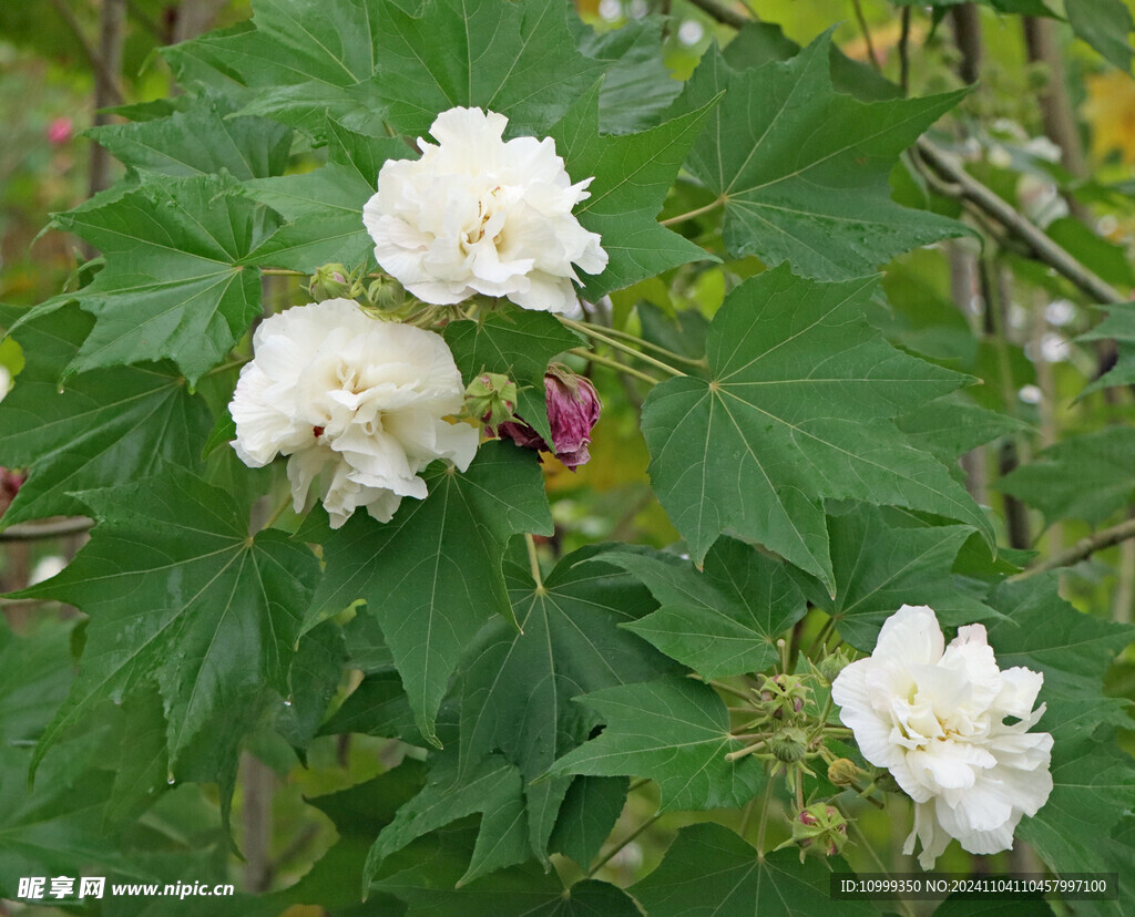 白色木芙蓉花