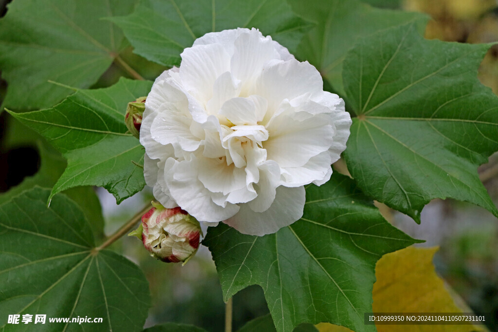白色木芙蓉花