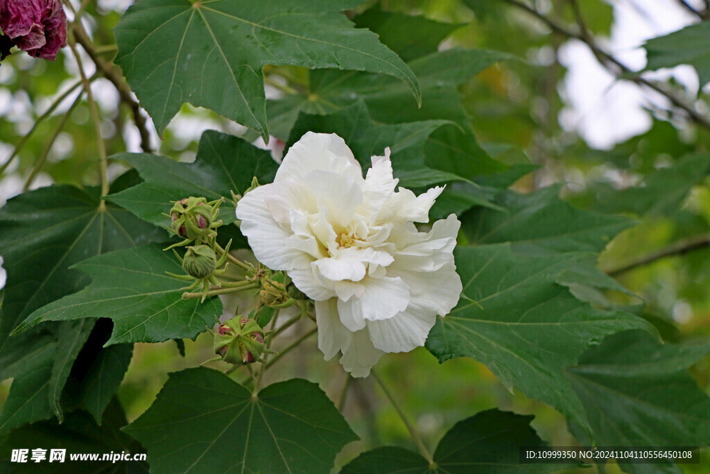 白色木芙蓉花