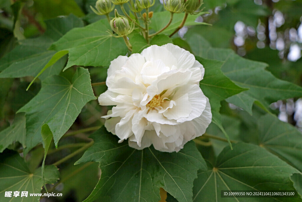 白色木芙蓉花