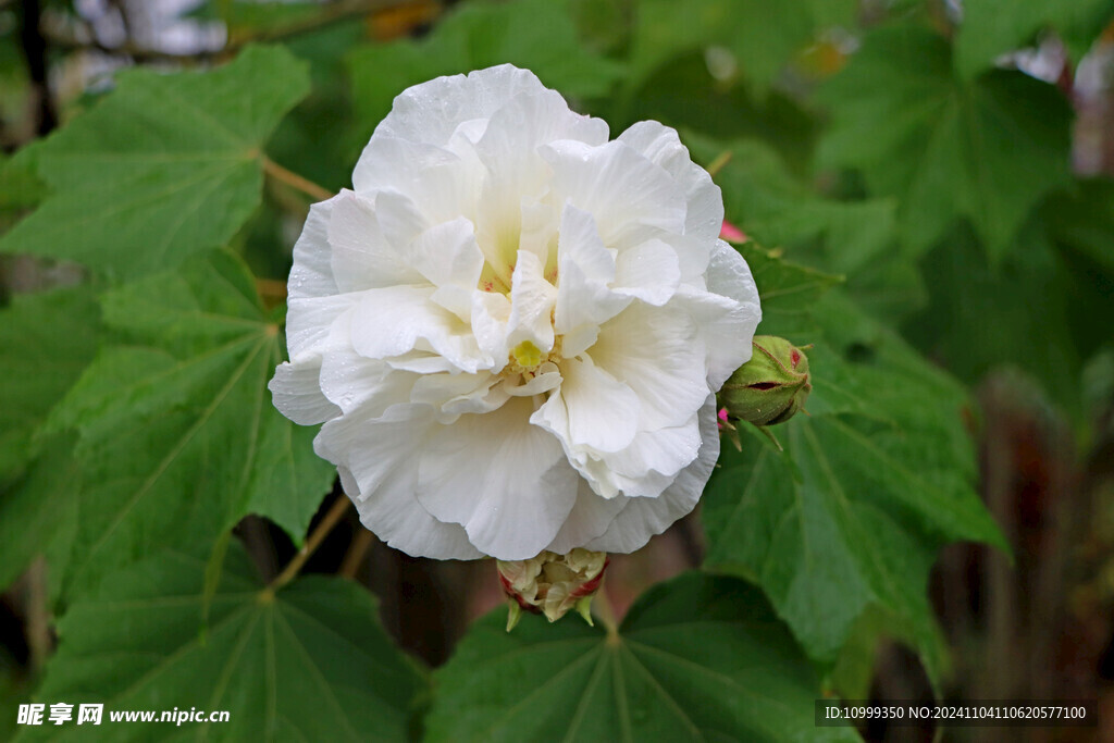 白色木芙蓉花