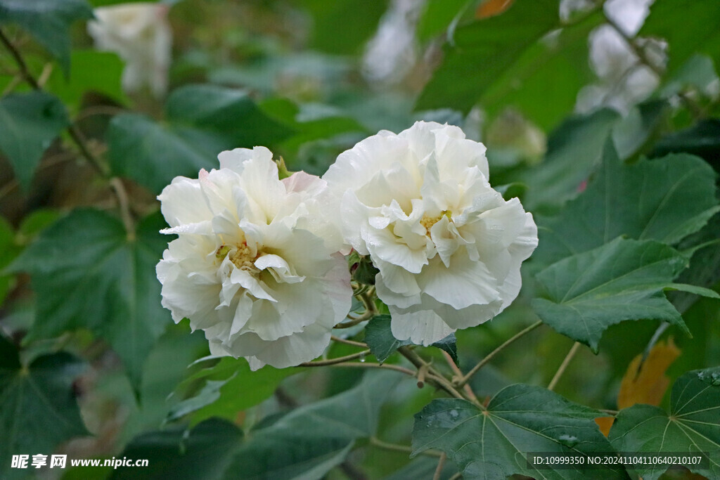 白色木芙蓉花