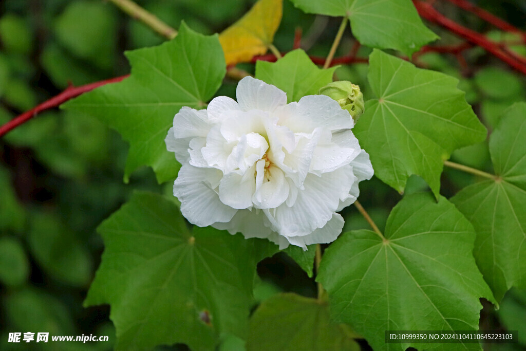 白色木芙蓉花