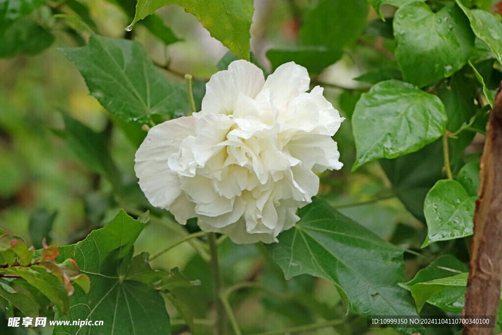 白色木芙蓉花