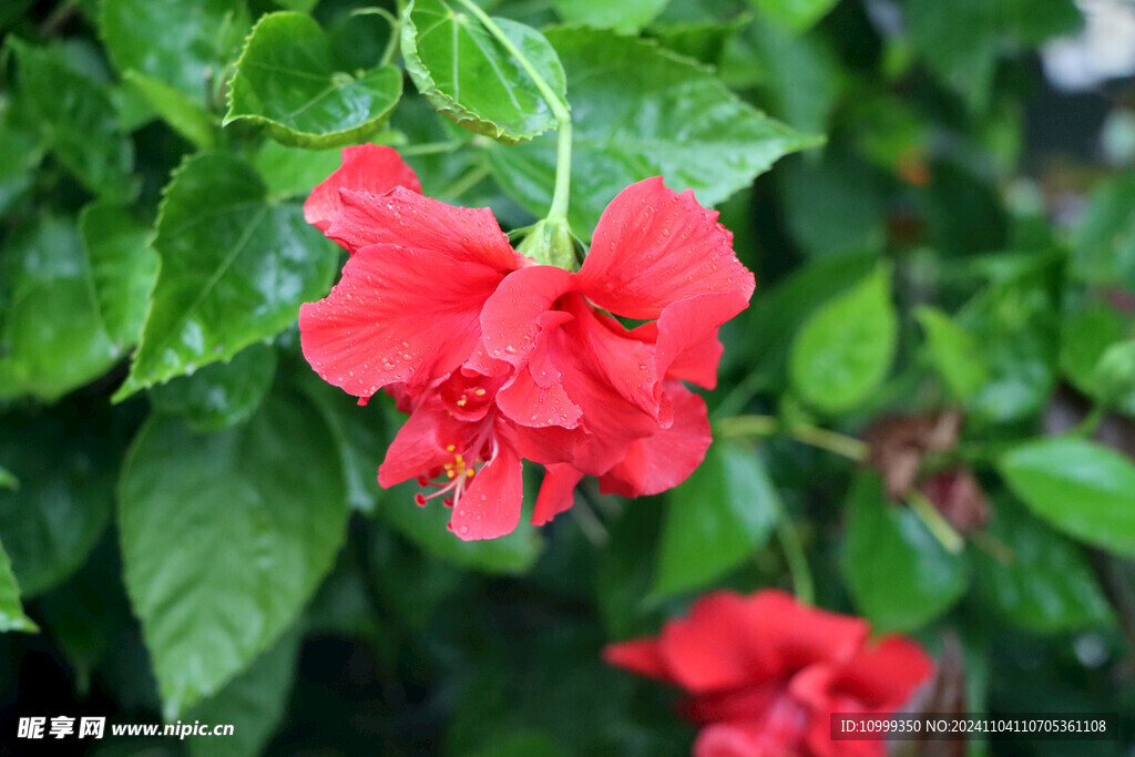 扶桑花