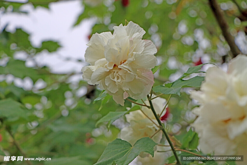 白色木芙蓉花