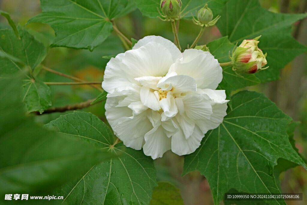 白色木芙蓉花