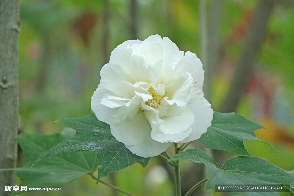 白色木芙蓉花