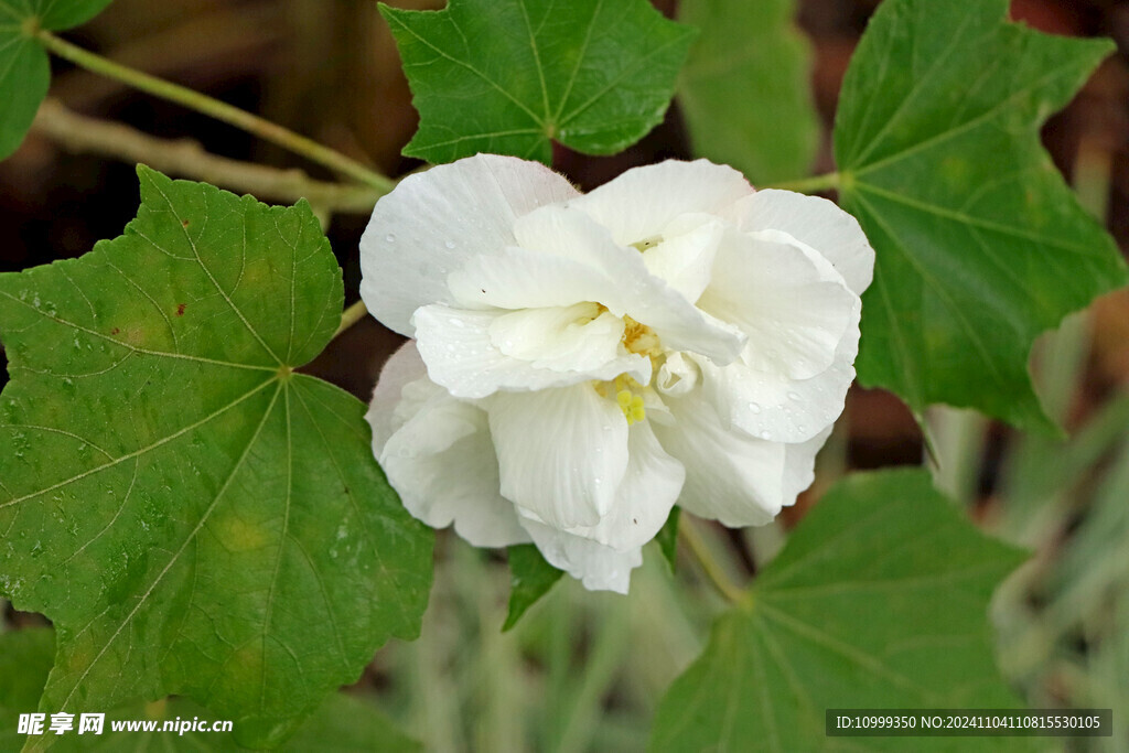 白色木芙蓉花