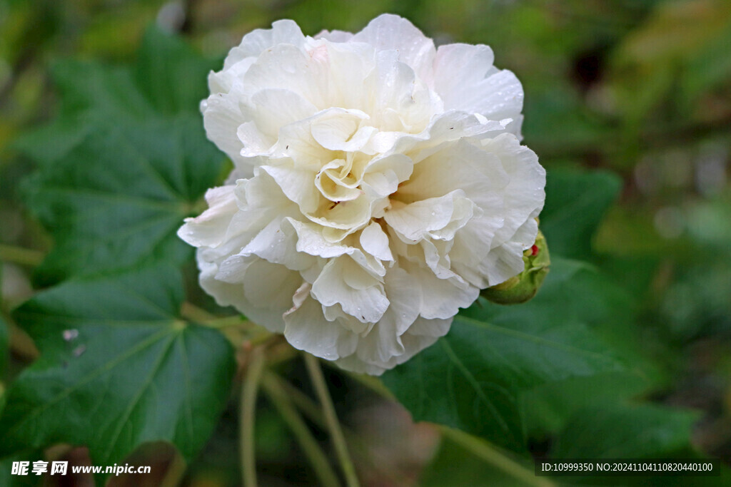 白色木芙蓉花
