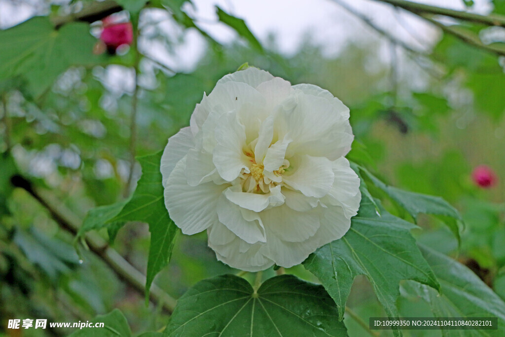 白色木芙蓉花
