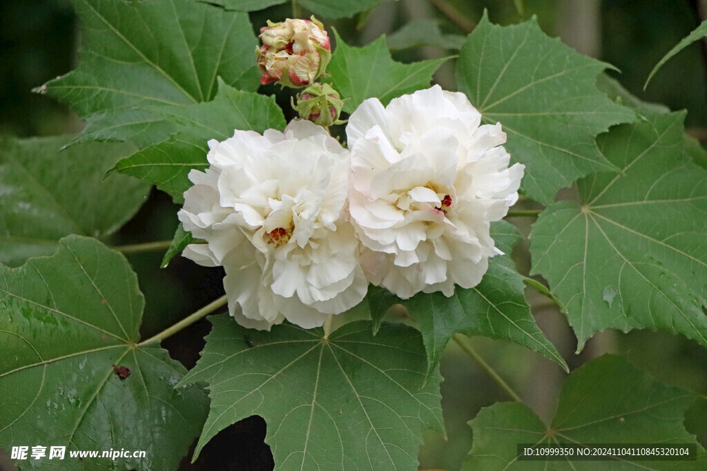 白色木芙蓉花