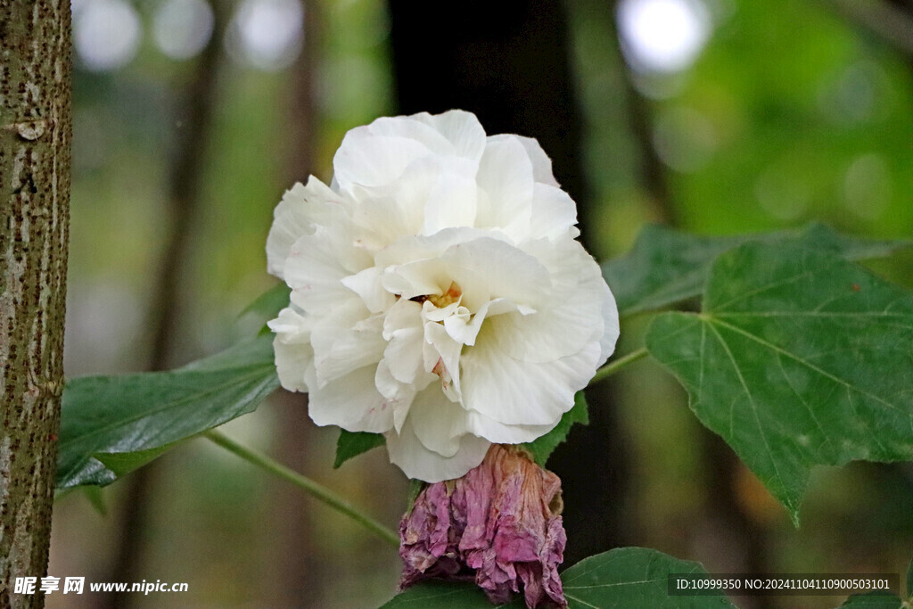 白色木芙蓉花