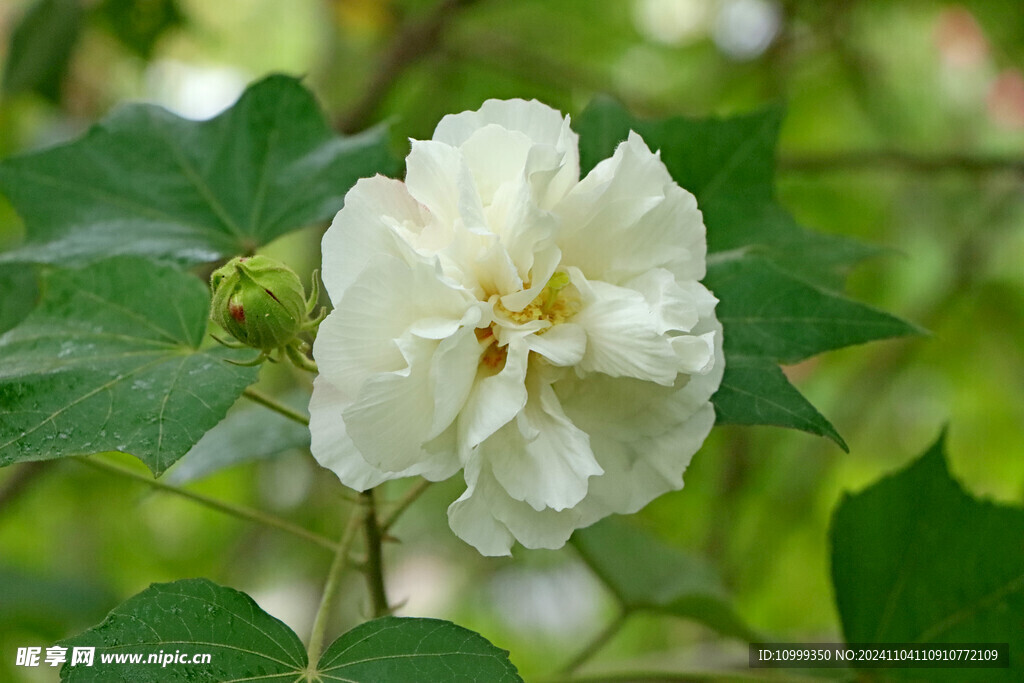 白色木芙蓉花