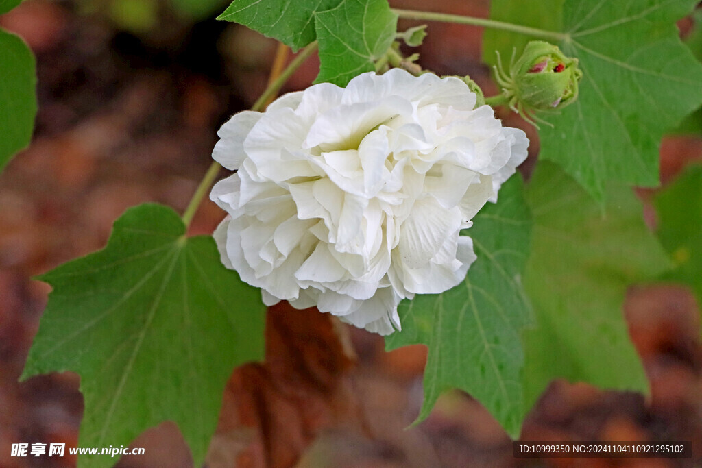 白色木芙蓉花