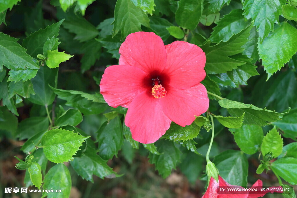 扶桑花