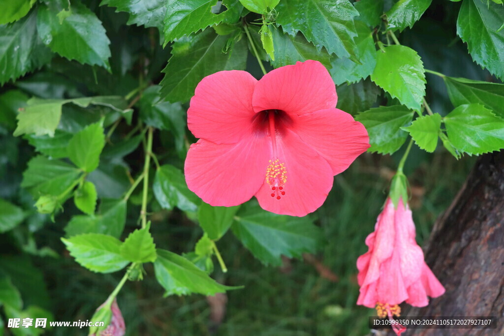 扶桑花