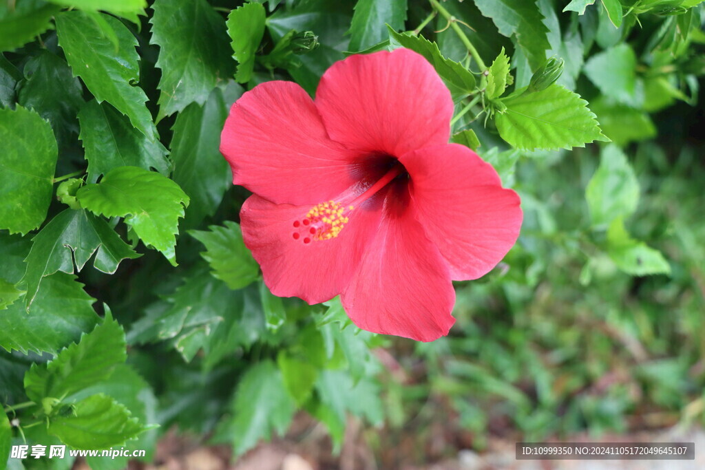 扶桑花